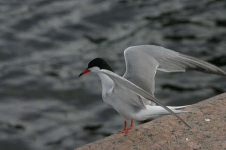 Common tern