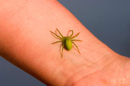 Green spider on a female wristの写真素材