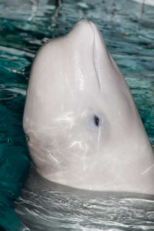 White whale protruding its head out of the waterの写真素材