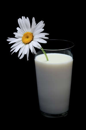 Daisy in glass of milk, on black backgroundの写真素材