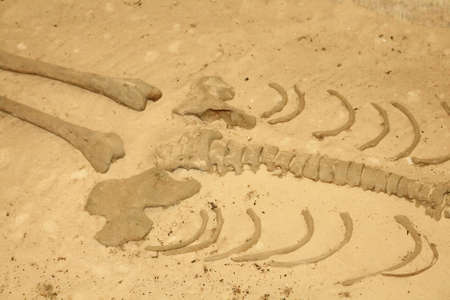 Human skeleton from ancient tomb, lying on sandの写真素材