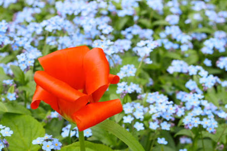 Red tulip in the foreground with blue forget-me-nots in the background, focus on tulipの写真素材