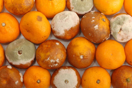 Organic background. Tangerine fruits damaged by green mouldの写真素材