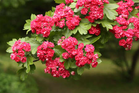 Branch of flowering hawthorn, cultivated double-flowered varietyの写真素材