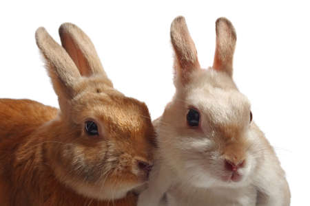 Two rabbits, brown and grey-whity, isolated on white backgroundの写真素材