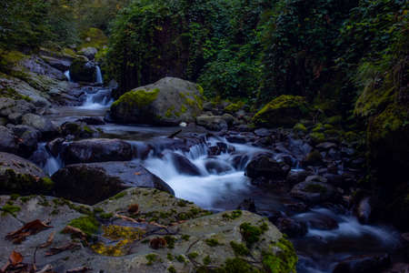 Stream in the forest background.