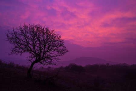 Purple morning in Vashlovani