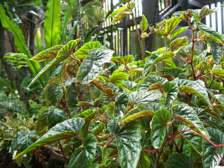 Plant in Balboa Park, San Diegoの写真素材