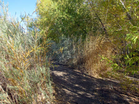 Brush in Corn Creek, Nevadaの写真素材