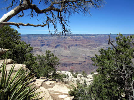 Grand Canyon Through the Brushの写真素材