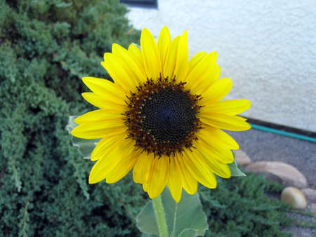 Sunflowerの写真素材