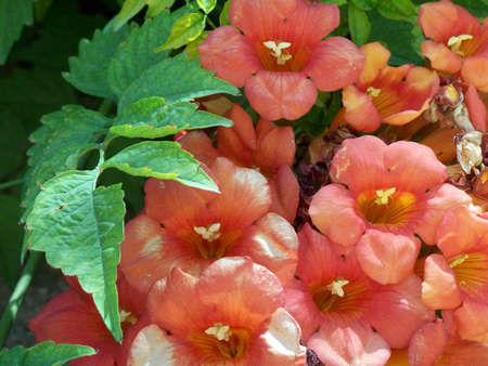 Red Flowersの写真素材