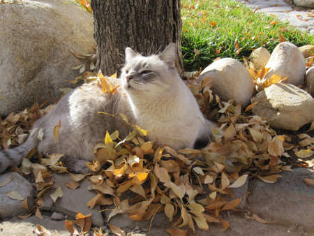 Siamese in Leavesの写真素材