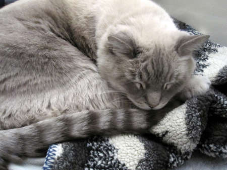 Cat on Blanketの写真素材