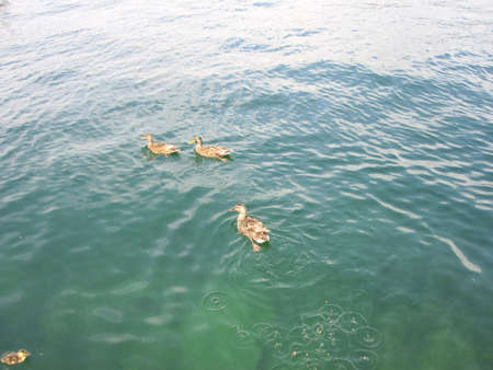 Ducks in Lake Arrowhead, Californiaの写真素材