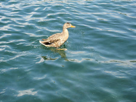 Duck in Lake Arrowhead, Californiaの写真素材