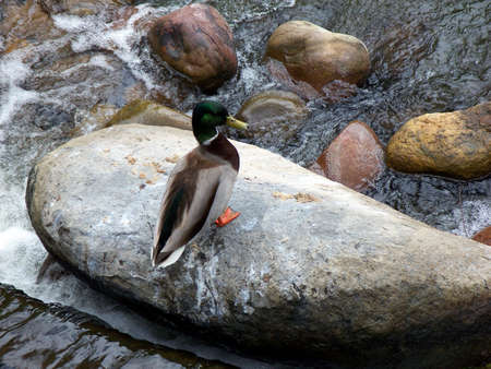 Duck on a rock in San Diego Zooの写真素材