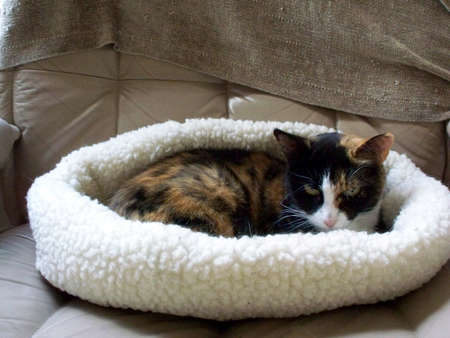 Calico cat in bedの写真素材