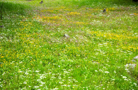 Flower field / meadow in springtimeの写真素材