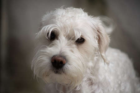 schnauzer puppy dogの写真素材