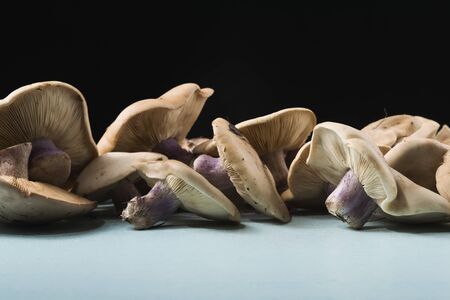 Lepista saeva mushrooms on the table side view close-up