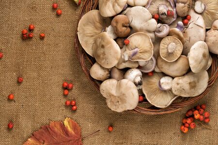 Lepista saeva mushrooms on a table with autumn leaves and rowan berriesの写真素材