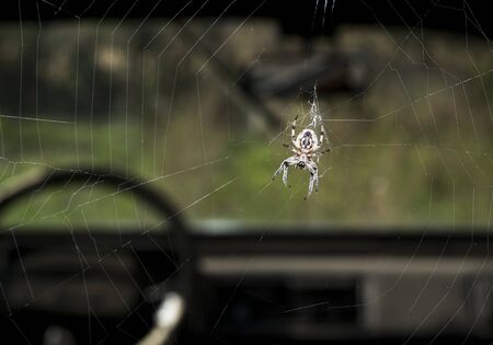Big spider on the web on an old carの写真素材