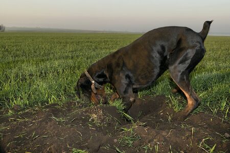 Doberman dog digs hard ground in search of a rodent mole or ground squirrel, on a green field of winter wheat in early autumn.の写真素材