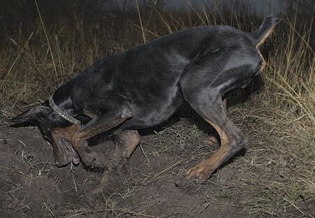 A Doberman dog digs its paws and teeth with pieces of soil in search of a rodent or ground squirrel, in the field in early autumn. The teeth are lumpy of earth.の写真素材