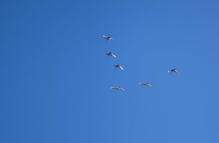 Wild geese fly wedge in the blue skyの写真素材