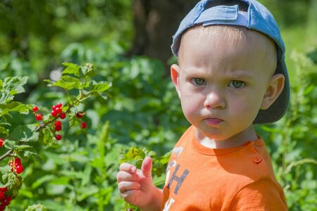 Blond-haired blue-eyed child eats berries in the garden.Portraitの写真素材