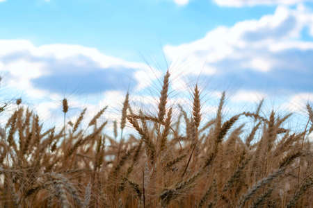 Wheat field. Ears of golden wheat close up. Rural Scenery under Shining sunset. close-up selective...