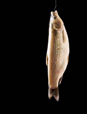 White fish hanging on a fishing line with a hook.の写真素材