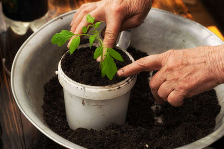 Growing tomato seedlings at home. Women's hands hold a box with small green tomato plants ready to...