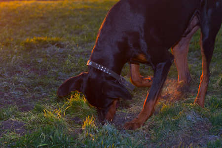 Doberman dog digs hard soil and tears the grass with his teeth in search of a rodent or ground...