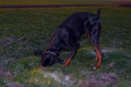 Doberman dog digs hard soil and tears the grass with his teeth in search of a rodent or ground squirrel in the green field of winter wheat in late autumn, early morning in the frost against the backdrop of the rising sun.の写真素材