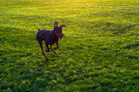 Doberman dog runs on a green field of winter wheat in late autumn, evening at sunsetの写真素材