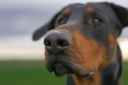 A dog walks on a field of winter wheat landscape Portrait of a Doberman. The muzzle looks cautiously and keeps its nose in the wind, sniffing the air. Against the background of a thick cloud and green field. dog nose in focus close-upの写真素材
