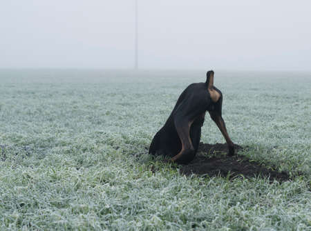 Doberman dog digs solid ground in search of a rodent or ground squirrel, on a green field of winter wheat in the morning fog in early autumn.の写真素材