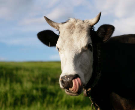 A cow with a white muzzle and black croup grazes in a green meadow and looks at us with its tongue in its nose. Animal nose in focusの写真素材