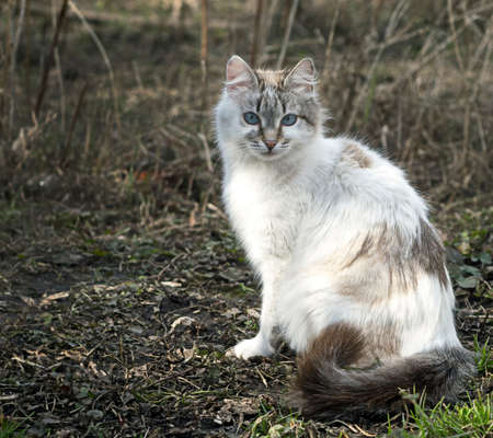 White cat. Cat on the green grass. The cat walks in the country.の写真素材