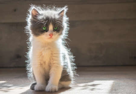 Fluffy kitten