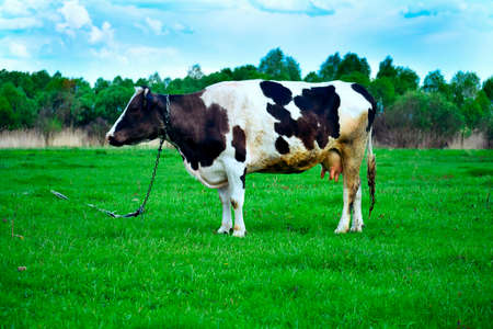 Black and white Cow with dirty wool on a summer pasture. Landscapeの写真素材