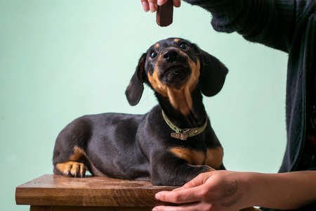Little beautiful dachshund puppy posing sitting on a small chair, the girl teases him with candy....