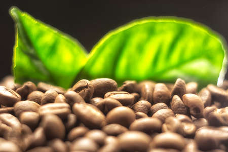 Grains of coffee on a dark background. Macroの写真素材