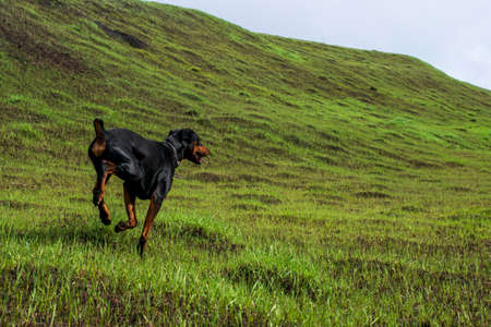 A Doberman dog digs its paws and teeth with pieces of soil in search of a rodent or ground squirrel, in the field in early autumn. The teeth are lumpy of earth.の写真素材