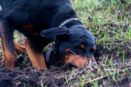 A Doberman dog digs its paws and teeth with pieces of soil in search of a rodent or ground squirrel, in the field in early autumn. The teeth are lumpy of earth.の写真素材
