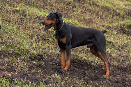 A Doberman dog digs its paws and teeth with pieces of soil in search of a rodent or ground squirrel, in the field in early autumn. The teeth are lumpy of earth.の写真素材