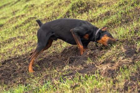 A Doberman dog digs its paws and teeth with pieces of soil in search of a rodent or ground squirrel, in the field in early autumn. The teeth are lumpy of earth.の写真素材