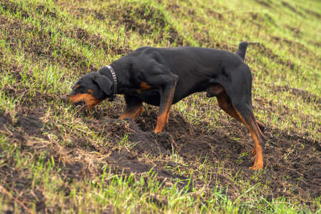 A Doberman dog digs its paws and teeth with pieces of soil in search of a rodent or ground squirrel, in the field in early autumn. The teeth are lumpy of earth.の写真素材